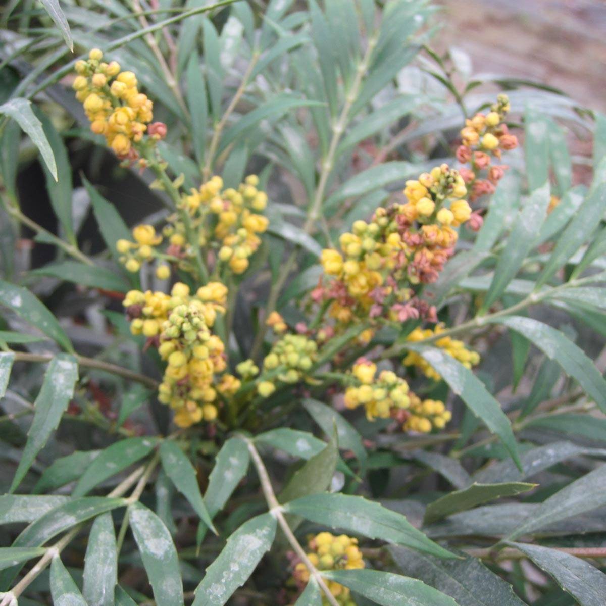 Mahonia confusa Nara Hiri - Mahonia hybride Pot de 2L/3L