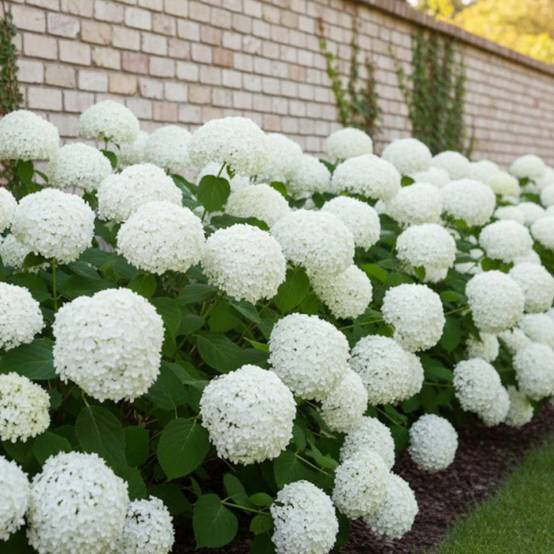 Hortensia de Virginie Annabelle, Hortensia arborescens à fleurs Blanche - feuillage Caduc - Pot de 7,5L - 60/80 cm- hauteur à maturité De 1,00 m à 1, - Image 3