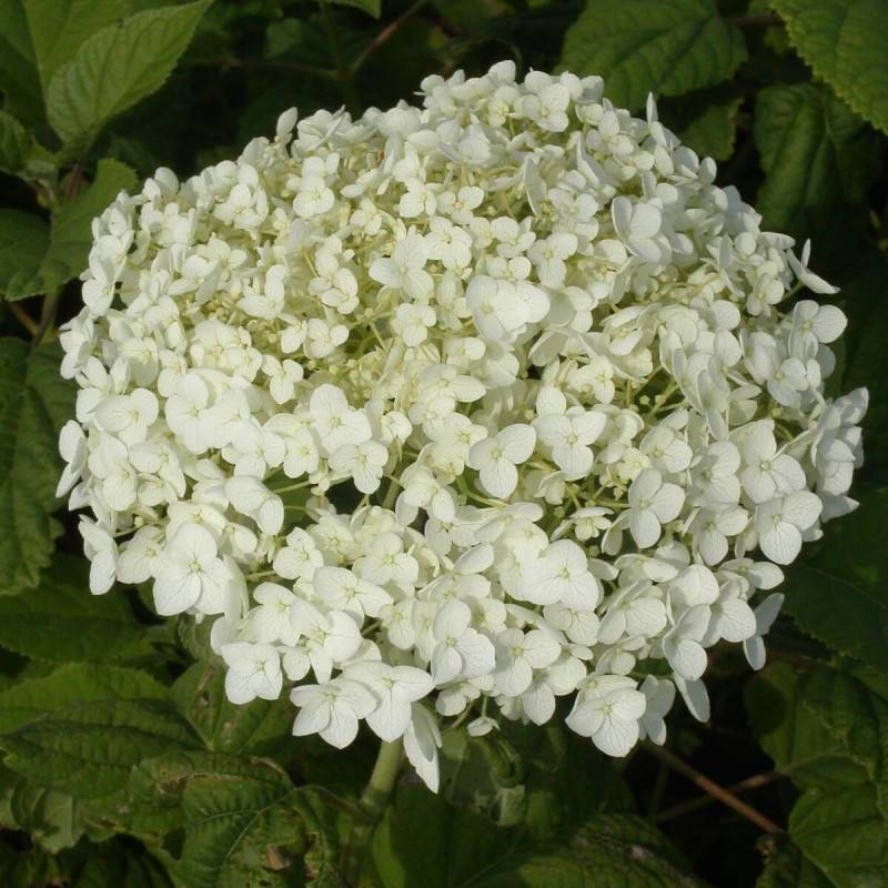 Hortensia de Virginie Annabelle, Hortensia arborescens à fleurs Blanche - feuillage Caduc - Pot de 7,5L - 60/80 cm-  hauteur à maturité De 1,00 m à 1, - Imagen 10