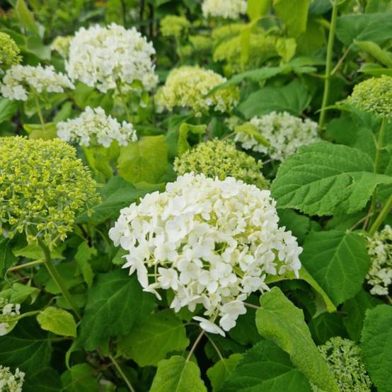 Hortensia de Virginie Annabelle, Hortensia arborescens à fleurs Blanche - feuillage Caduc - Pot de 7,5L - 60/80 cm- hauteur à maturité De 1,00 m à 1, - Image 8