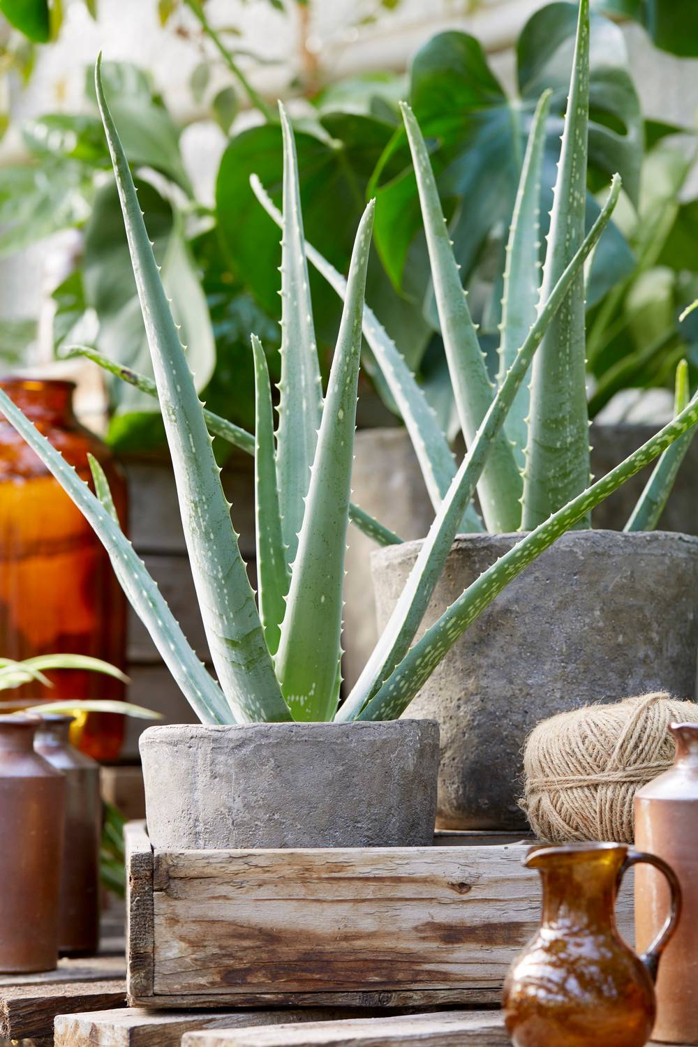 Gardenersdream - Aloe Vera Fraiche Vivante Apaisante Plante D’Intérieur En Pot 15-20 Cm - GardenersDream - Imagen 1
