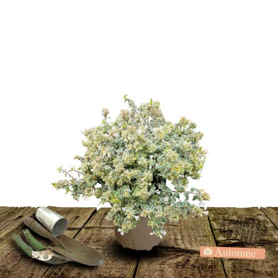 Abelia Sparkling Silver, Abélia panachée à fleurs Rose - feuillage Persistant - Pot de 3L - 20/40 cm- hauteur à maturité De 1,50 m à 2,00 m - Image 2