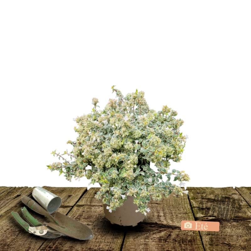 Abelia Sparkling Silver, Abélia panachée à fleurs Rose - feuillage Persistant - Pot de 3L - 20/40 cm-  hauteur à maturité De 1,50 m à 2,00 m - Image 3