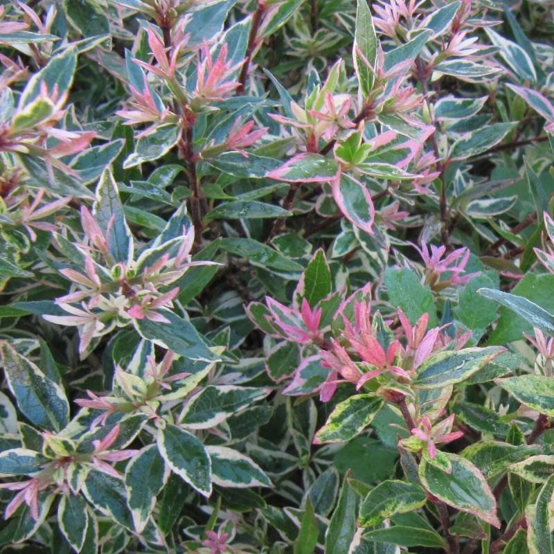 Abelia Sparkling Silver, Abélia panachée à fleurs Rose - feuillage Persistant - Pot de 3L - 20/40 cm-  hauteur à maturité De 1,50 m à 2,00 m - Image 1