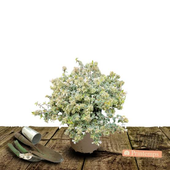 Abelia Sparkling Silver, Abélia panachée à fleurs Rose - feuillage Persistant - Pot de 3L - 20/40 cm- hauteur à maturité De 1,50 m à 2,00 m - Image 5