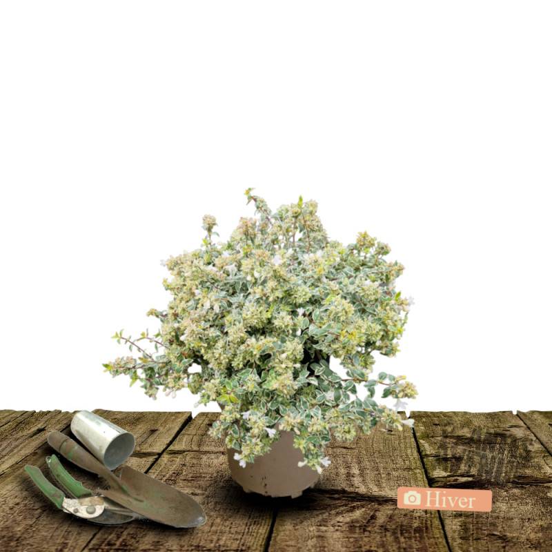 Abelia Sparkling Silver, Abélia panachée à fleurs Rose - feuillage Persistant - Pot de 3L - 20/40 cm-  hauteur à maturité De 1,50 m à 2,00 m - Image 4
