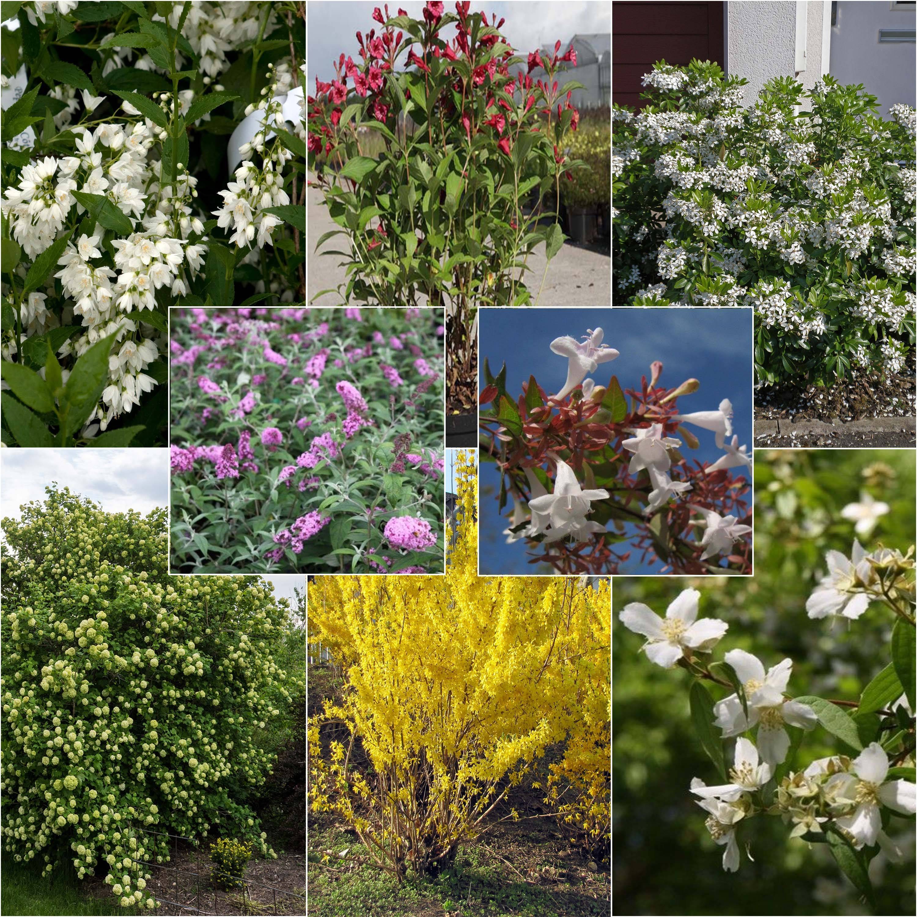 Promesse de Fleurs - Kit 10 m de haie fleurie - Collection de 8 plantes