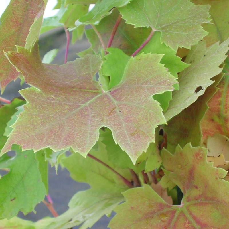Vigne d'ornement brandt - Godet - 5/20 cm - Imagen 3
