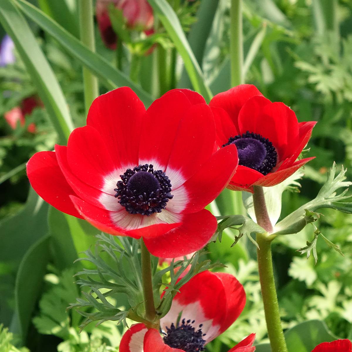 Anemone coronaria Hollandia - Anémone de Caen Bulbe calibre 5/6 (par 10)