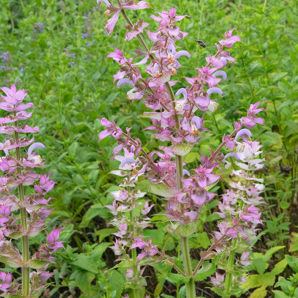 Promesse de Fleurs - Graines de Salvia sclarea var. turkestanica - Sauge sclarée le sachet de 50 graines environ (0,2g)