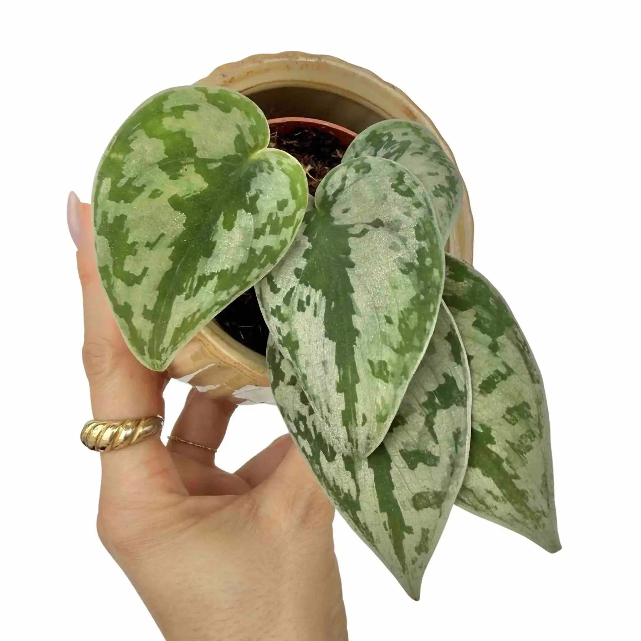 Scindapsus Pictus Sparkling Borneo - Pot de 7cm - Plantes d'intérieur