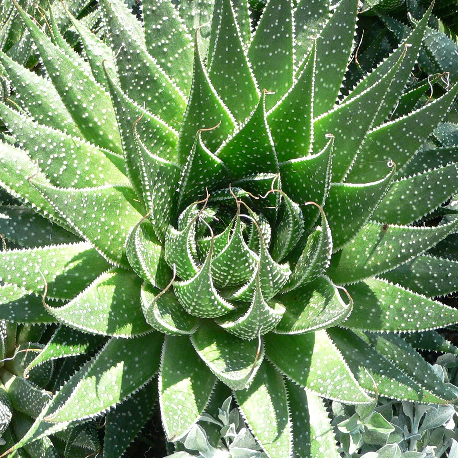 Aloe aristata - Aloe nain Mini-plante