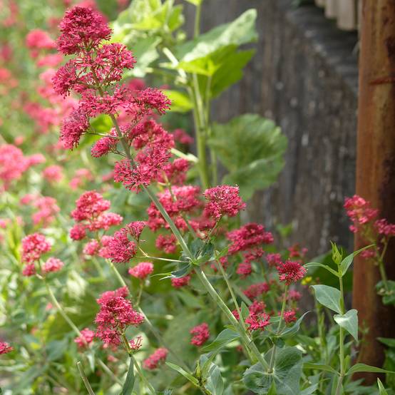 Valériane rouge, Centranthus ruber coccineus Godet de 8/9 cm