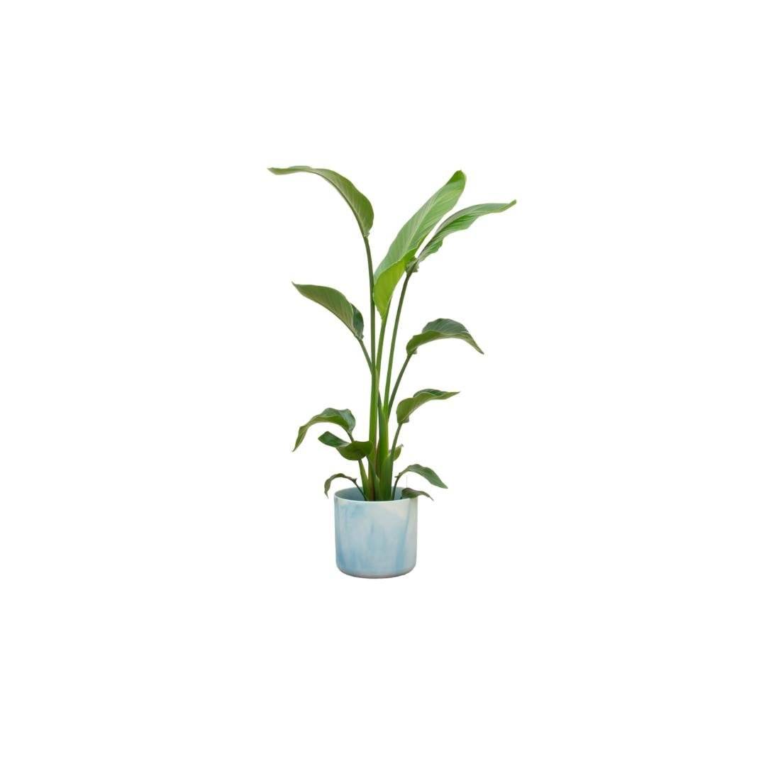 Strelitzia Nicolai 120 cm et son pot- La Green Touch Bleu Océan - Hauteur 120cm
