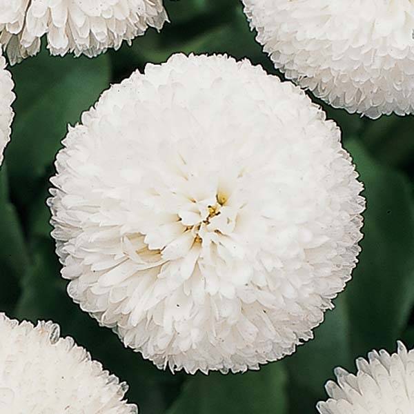 Promesse de Fleurs - Pâquerette Tasso Blanche Mini-motte - Bellis Perennis Mini-motte Ø 1,5/2,5 cm, Plant vert de 3 à 5 cm de haut environ (par 5)