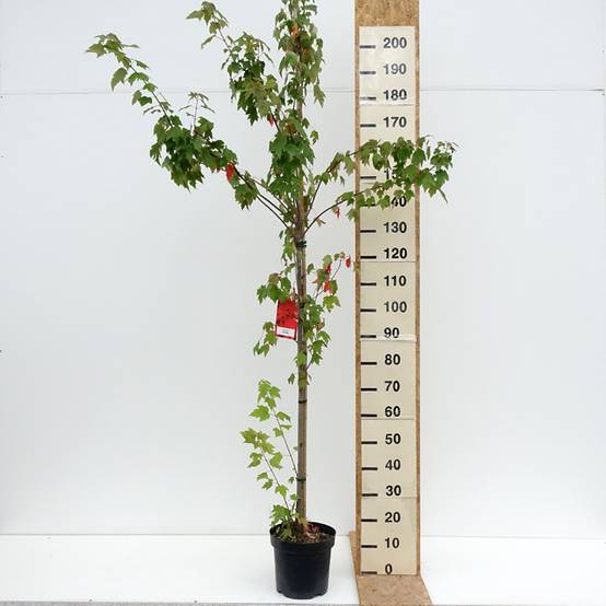 Promesse de Fleurs - Acer rubrum Sun Valley - Érable rouge Pot de 7,5L/10L, Baliveau - Image 2