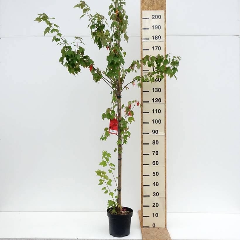 Acer rubrum Sun Valley - Érable rouge Pot de 7,5L/10L, Baliveau - Image 2