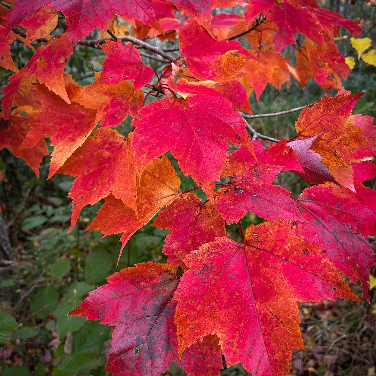 Acer rubrum Sun Valley - Érable rouge Pot de 7,5L/10L, Baliveau - Image 1