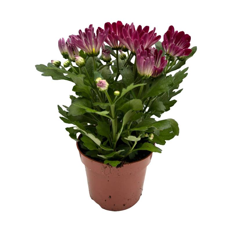 Horti-Flandre - Chrysanthème bicolore rose et blanc Pot 9 cm