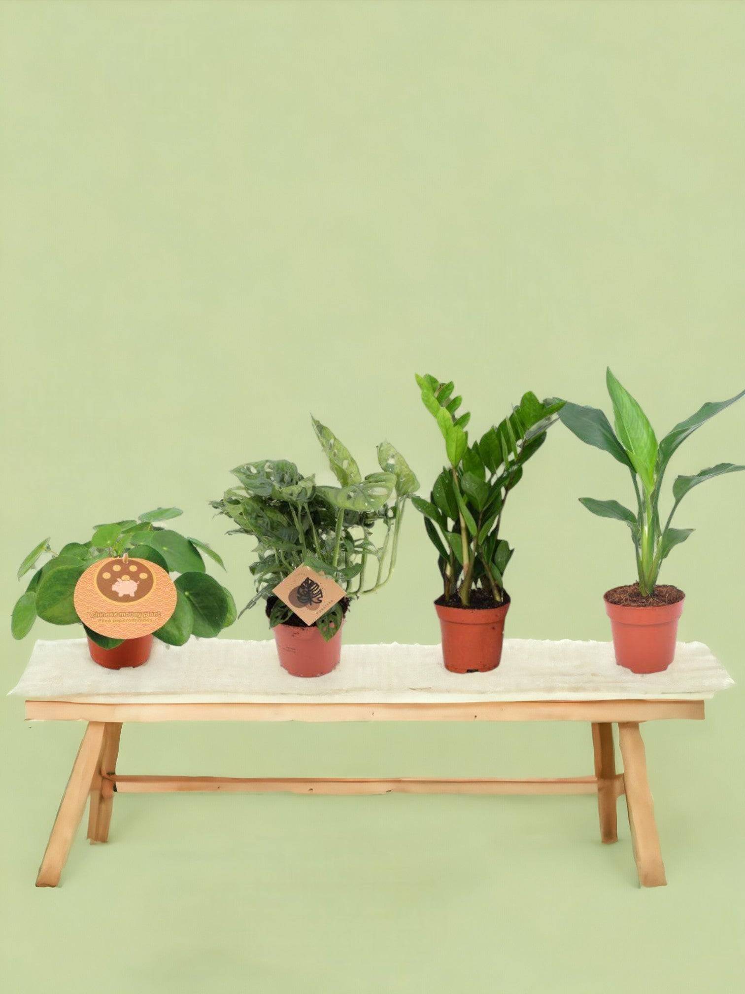 La Green Touch - Box - 4 plantes d'intérieur incontournables 40cm - Plante d'intérieur- La Green Touch - Imagen 2