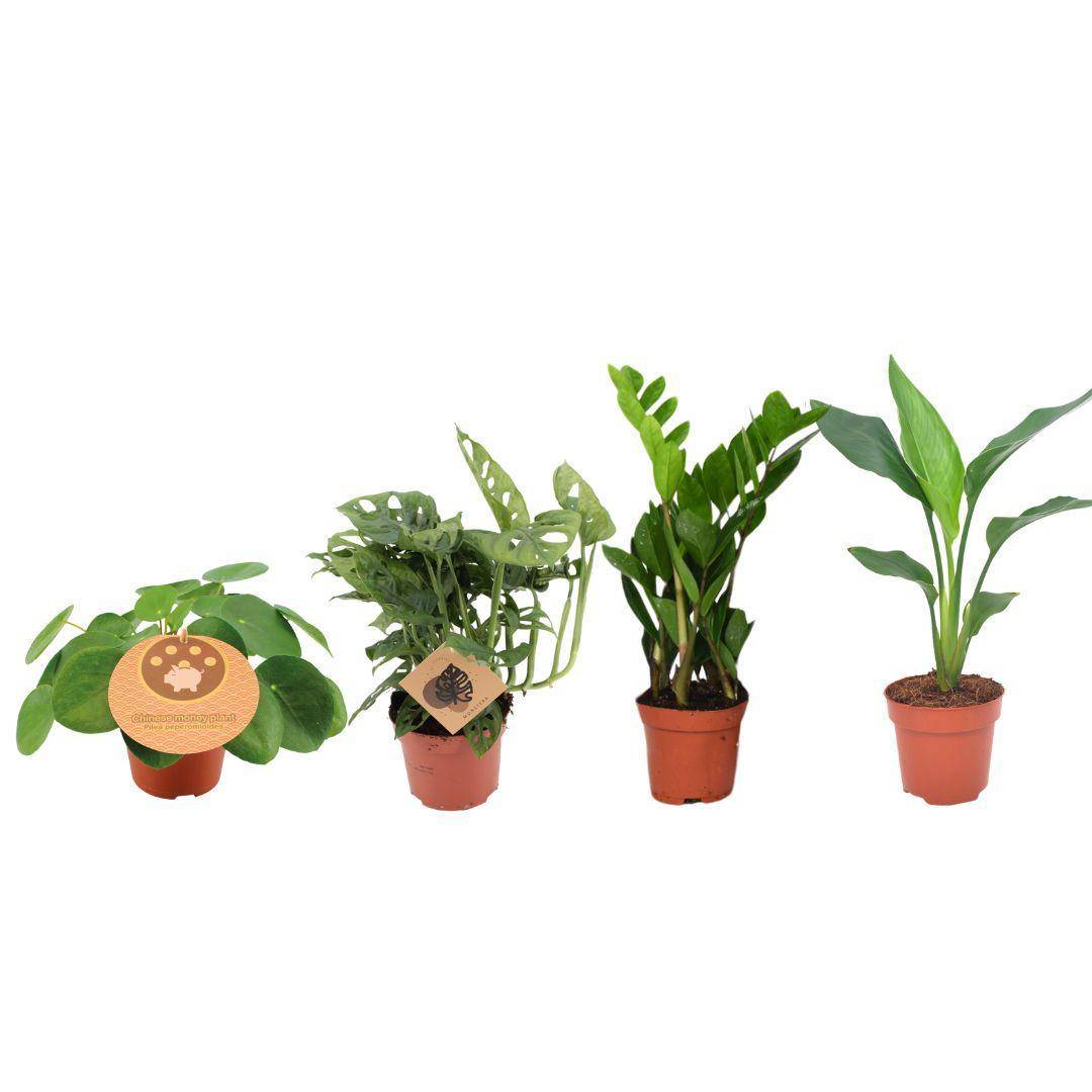 La Green Touch - Box - 4 plantes d'intérieur incontournables 40cm - Plante d'intérieur- La Green Touch - Imagen 1