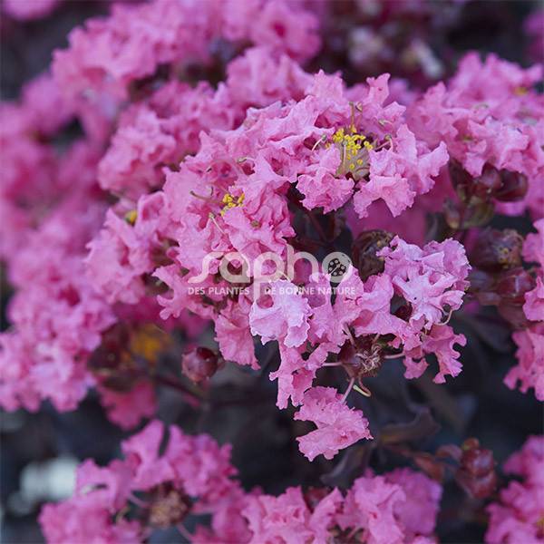 Lilas des Indes Black Diamond® Shell Pink™, Lagerstroemia à fleurs Rose - feuillage Caduc - Pot de 3L - Touffe- hauteur à maturité De 1,50 m à 2,00 m - Image 1