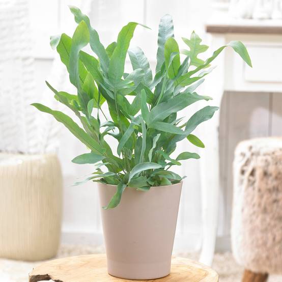 Gardenersdream - Phlebodium Blue Star De Qualité Supérieur - Polypode Doré | Fougère Pour La Maison Ou Le Bureau - GardenersDream - Image 1