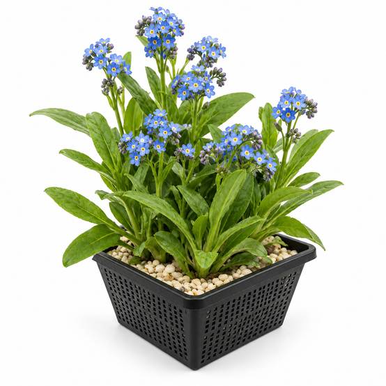 Myosotis des marais - Myosotis palustris - Image 1