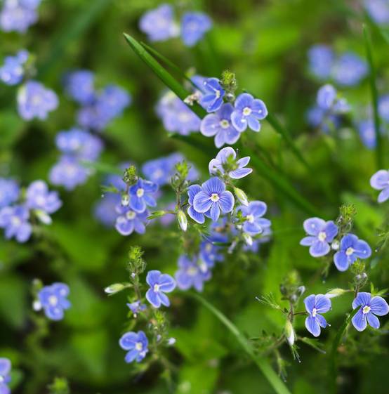 Myosotis des marais - Myosotis palustris - Image 3