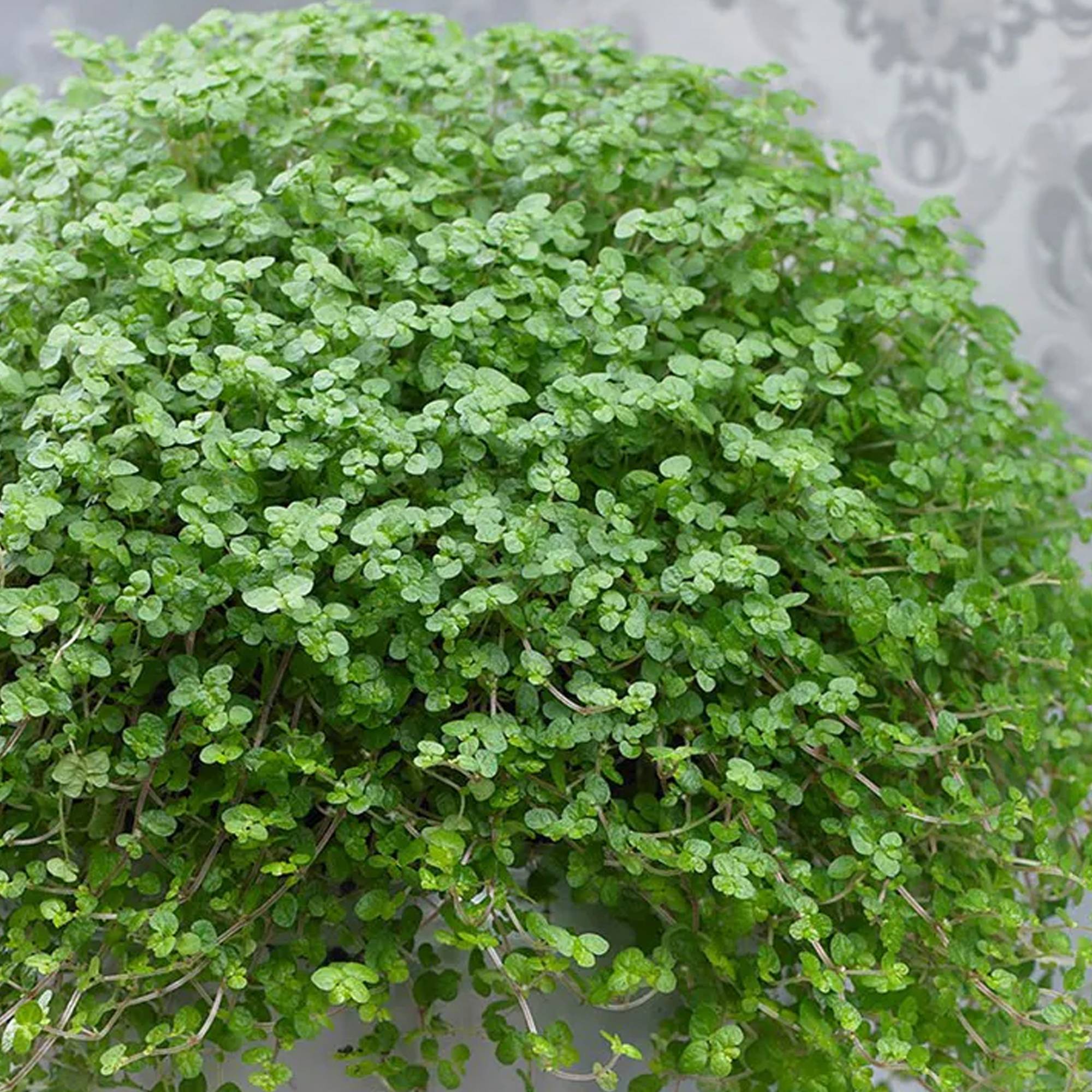 Gardenersdream - Soleirolia Helxine Vert - Hélixine | Superbe Plante D'Intérieur En Pot De 10 À 20 Cm - GardenersDream - Imagen 2
