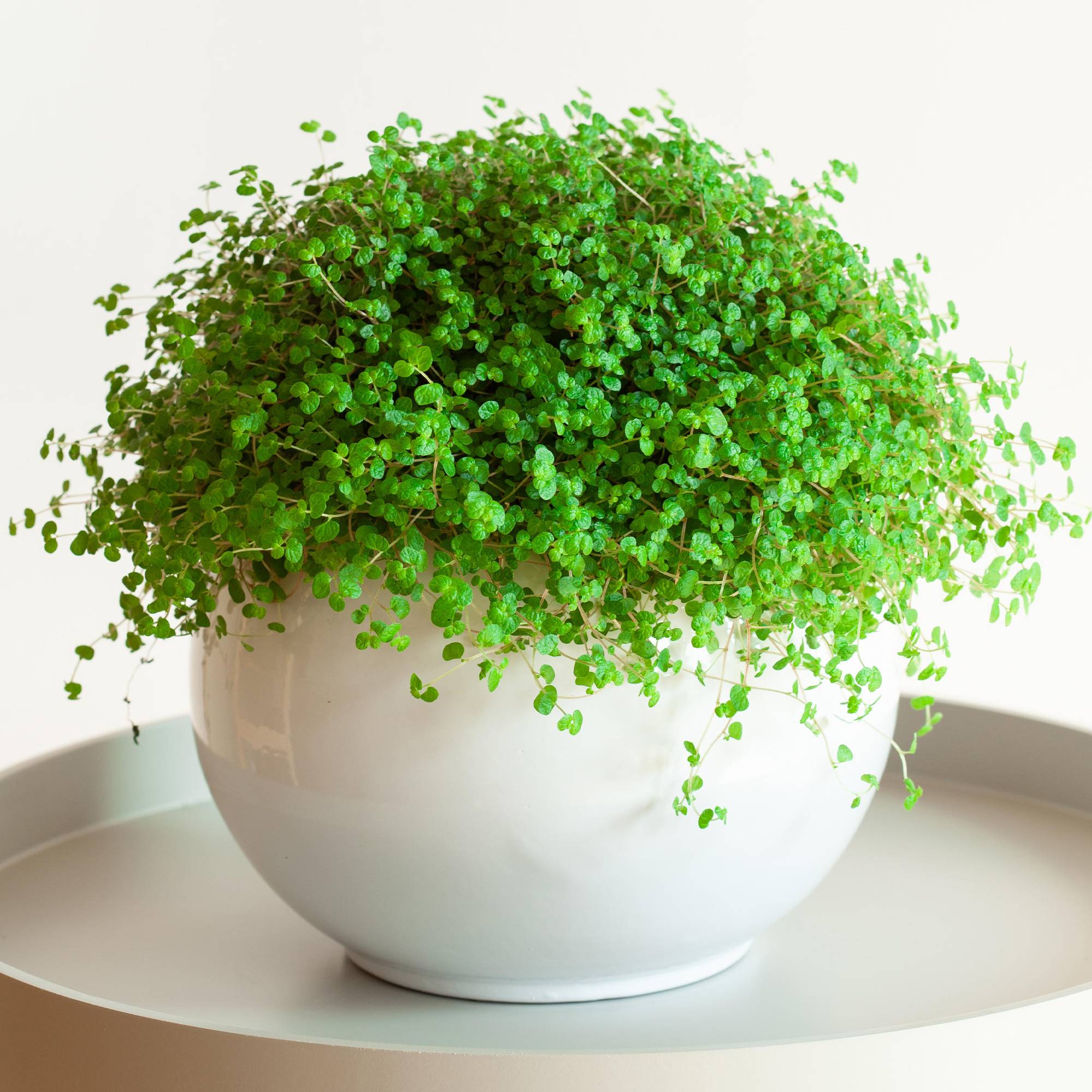 Gardenersdream - Soleirolia Helxine Vert - Hélixine | Superbe Plante D'Intérieur En Pot De 10 À 20 Cm - GardenersDream - Imagen 1