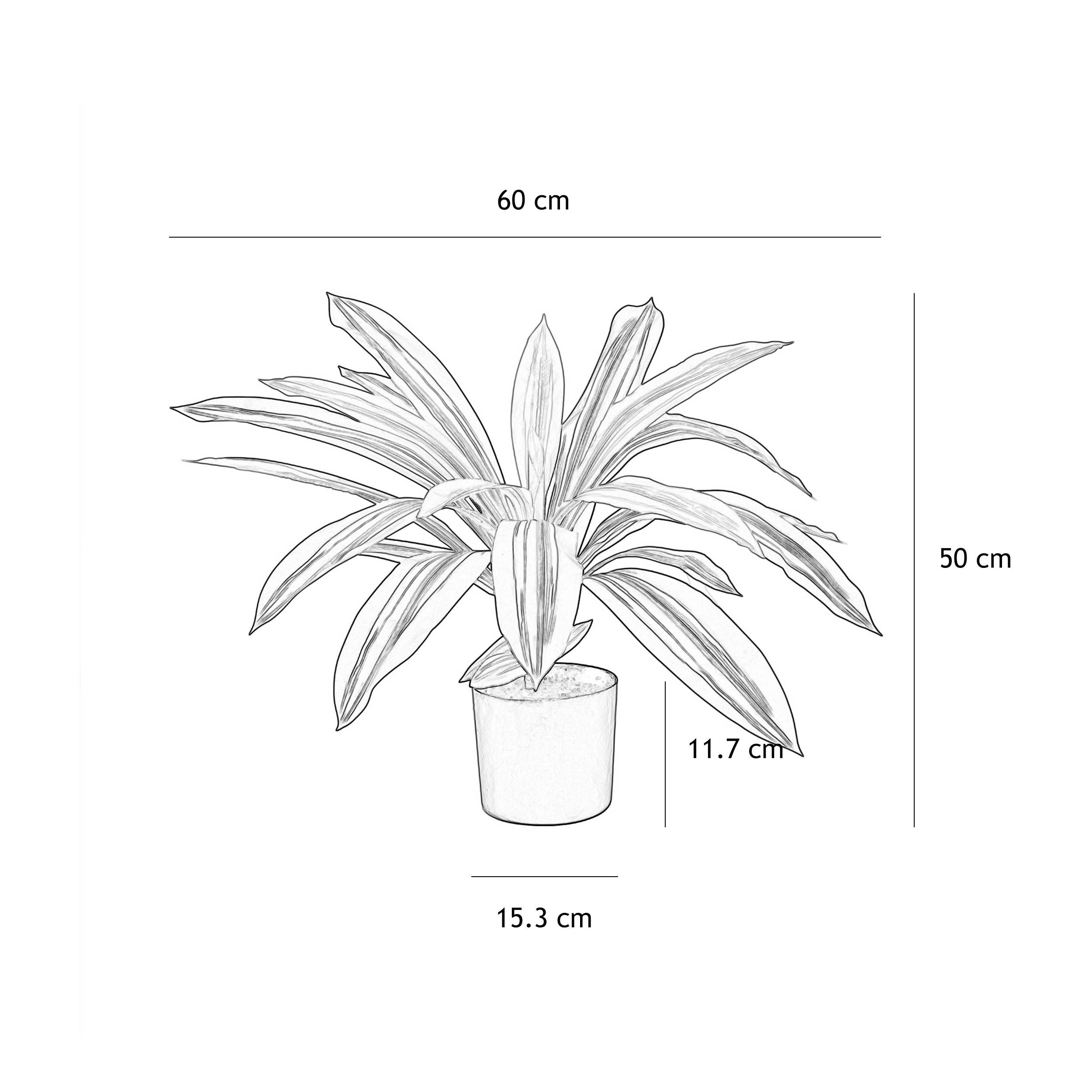 Ligne Deco - Dracena artificiel 50cm - Image 4