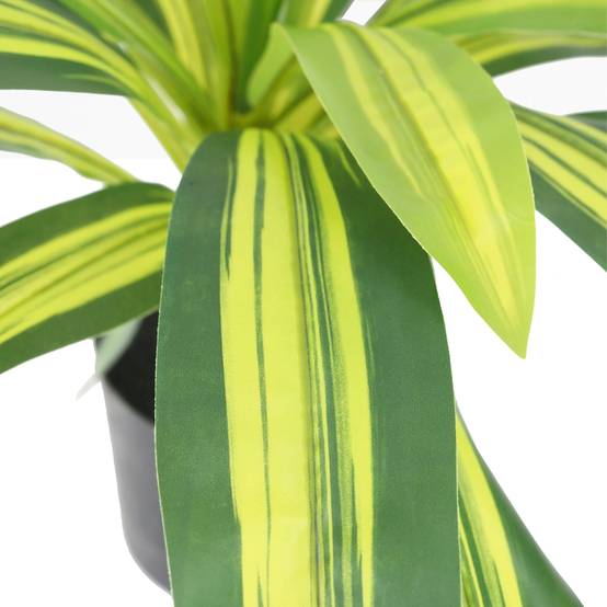 Ligne Deco - Dracena artificiel 50cm - Image 3