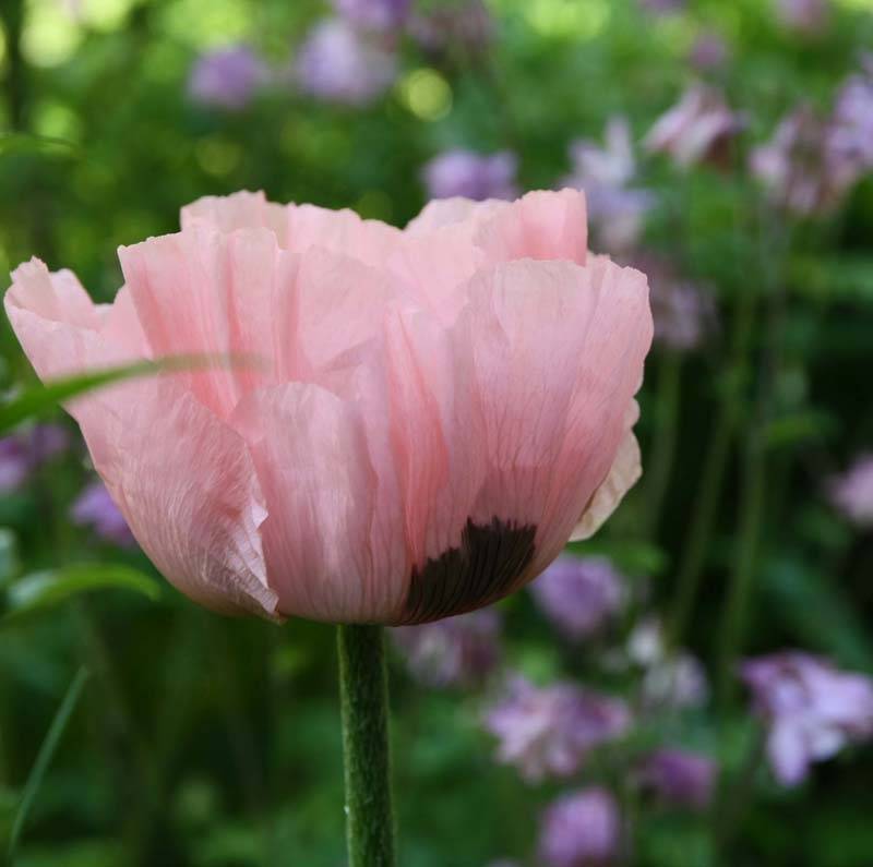Pavot d'Orient Princess Victoria Louise - Papaver orientale Godet de 7/8 cm - Image 2