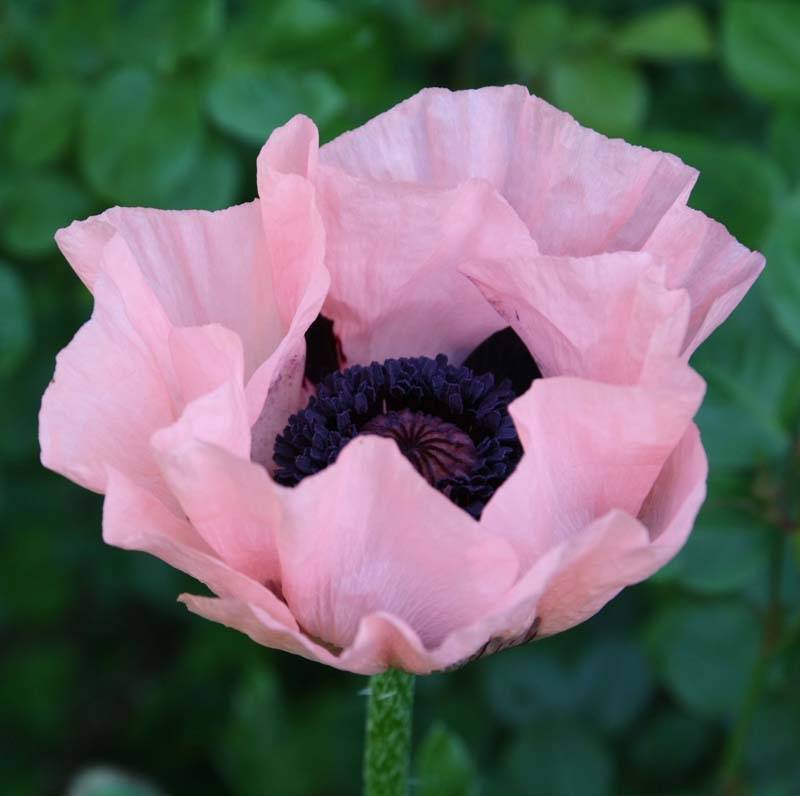 Pavot d'Orient Princess Victoria Louise - Papaver orientale Godet de 7/8 cm - Image 1