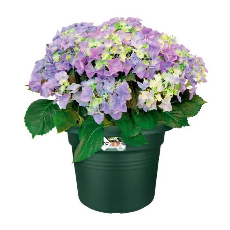 Elho - Pot De Fleurs Rond Green Basics - Plastique - ø40 - Leaf Green - Imagen 3