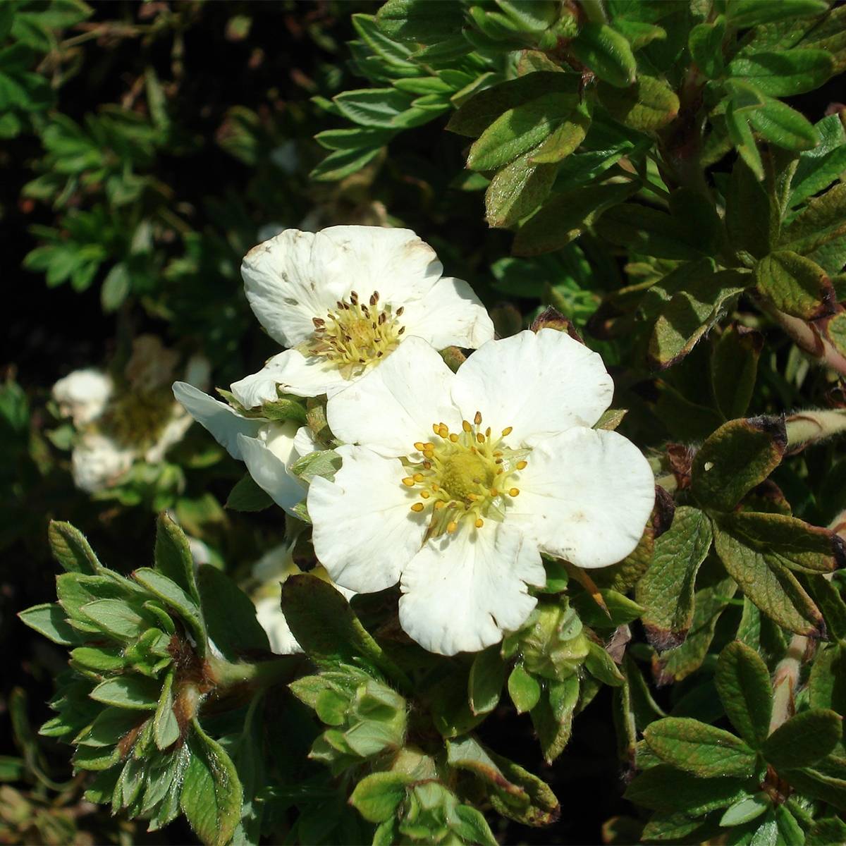 Potentilla fruticosa Tilford Cream- Potentille arbustive Pot de 2L/3L - Image 1