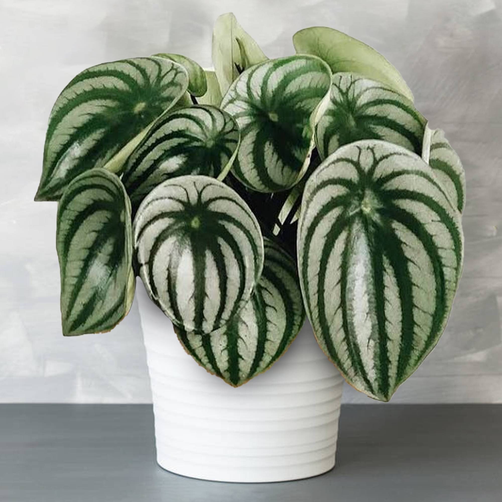 Gardenersdream - 1 X Peperomia Argyreia | Idéal Pour La Maison Ou Le Bureau | Plante En Pot De 15 À 25Cm - GardenersDream - Imagen 1