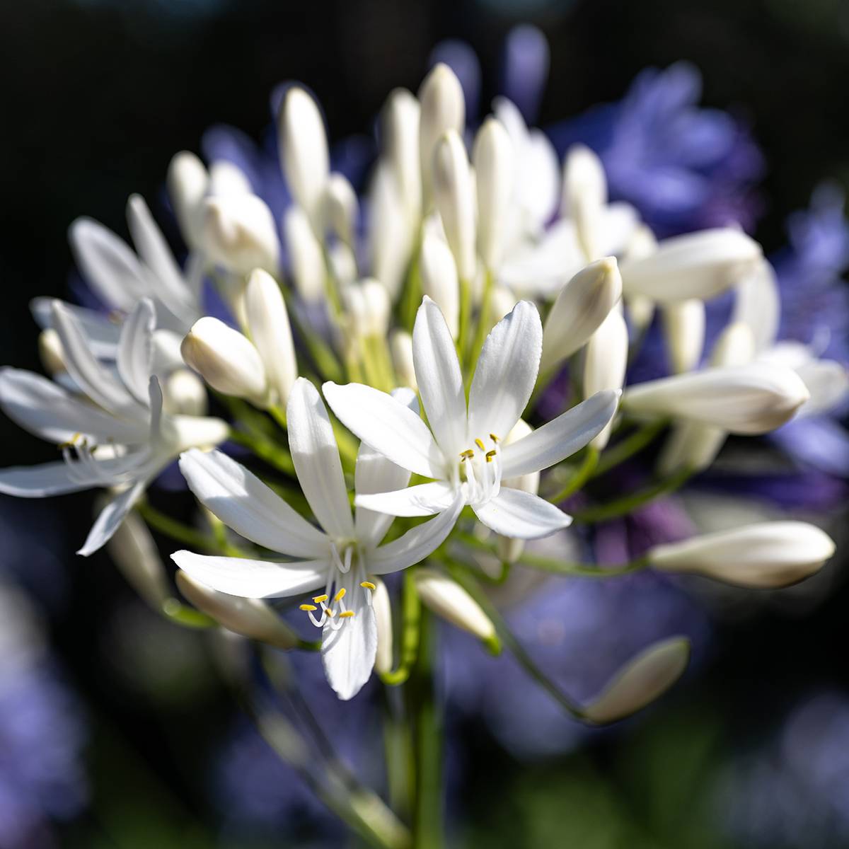 Promesse de Fleurs - Agapanthe Arctic Star