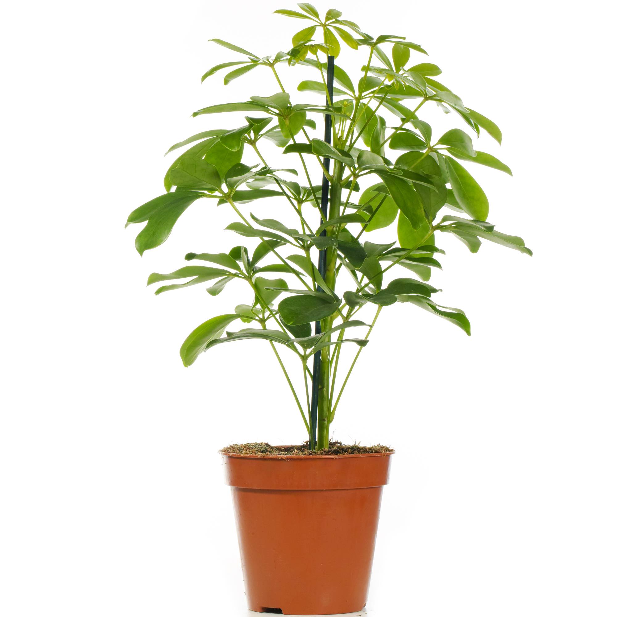 Gardenersdream - Schefflera Nora | Plante D'Intérieur Populaire En Pot Pour Parapluie Nain | 40-50Cm (Pot Inclus) - GardenersDream - Imagen 2