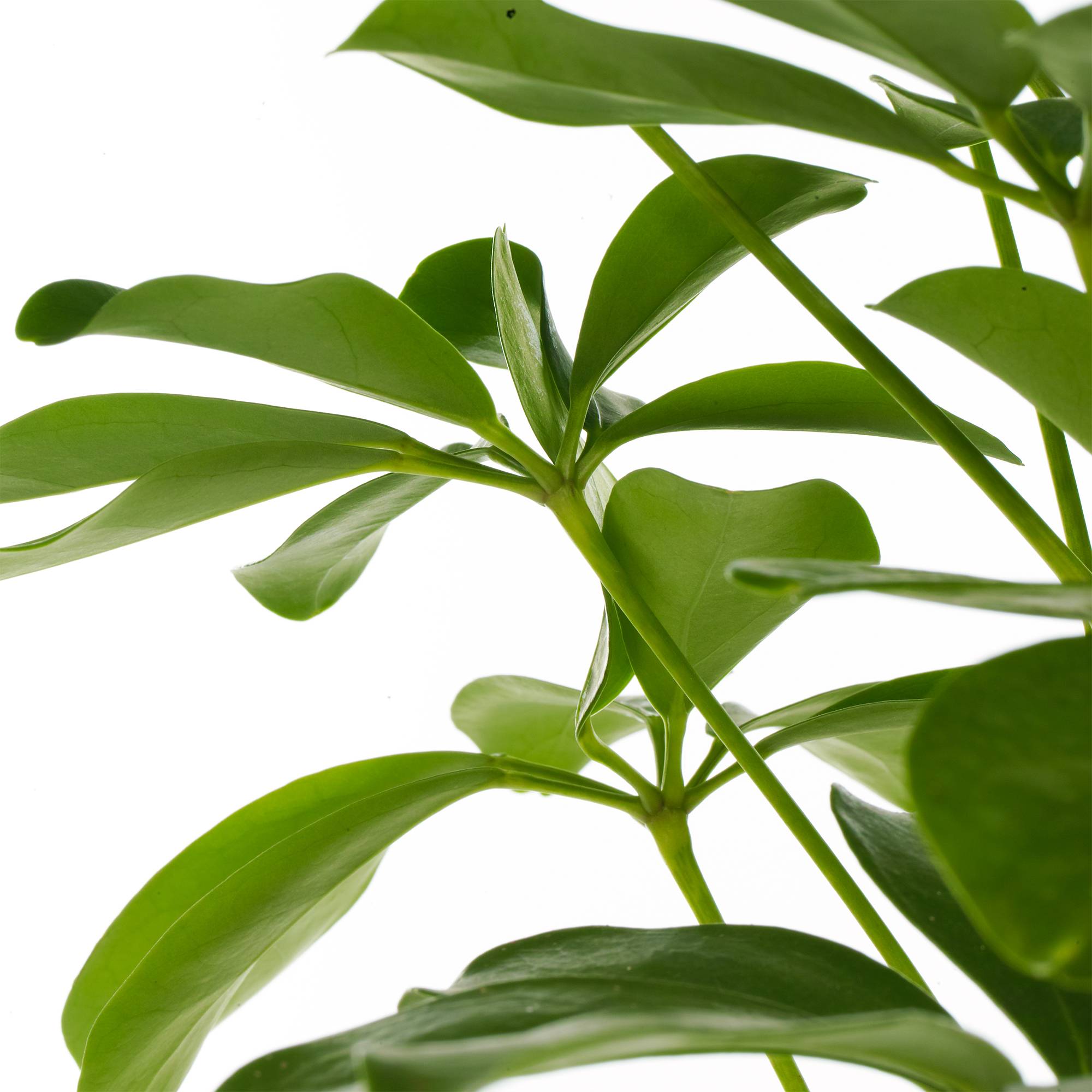 Gardenersdream - Schefflera Nora | Plante D'Intérieur Populaire En Pot Pour Parapluie Nain | 40-50Cm (Pot Inclus) - GardenersDream - Imagen 3
