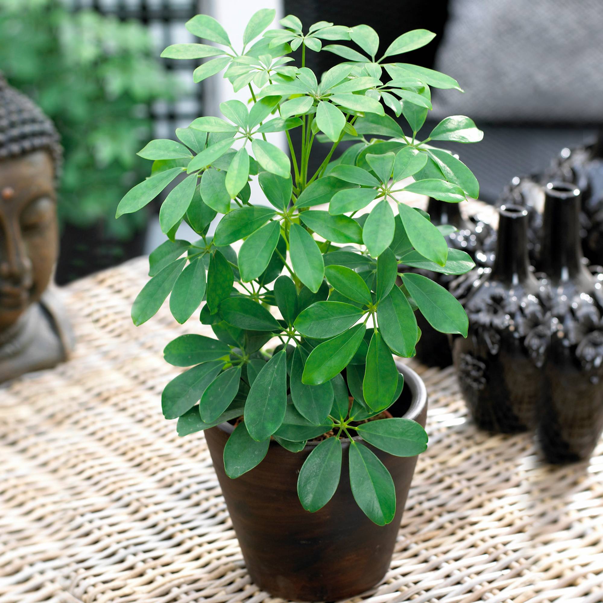 Gardenersdream - Schefflera Nora | Plante D'Intérieur Populaire En Pot Pour Parapluie Nain | 40-50Cm (Pot Inclus) - GardenersDream - Imagen 1
