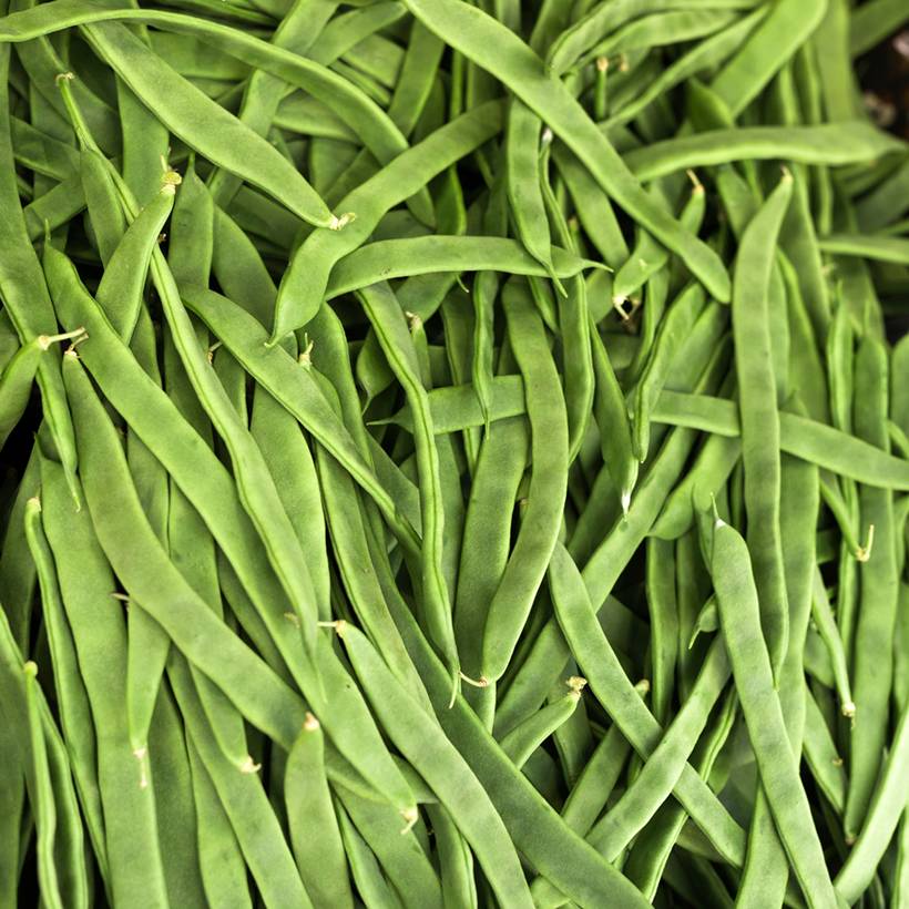 Haricot à rames mangetout Princess type Perle - Coco plat le sachet de 200 graines environ (100g)