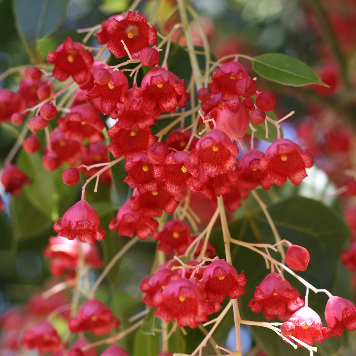 Brachychiton acerifolius Pot de 7,5L/10L - Imagen 1