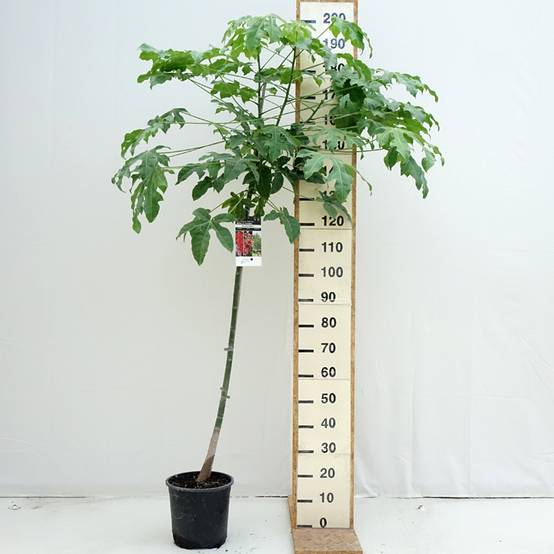 Brachychiton acerifolius Pot de 7,5L/10L - Image 2