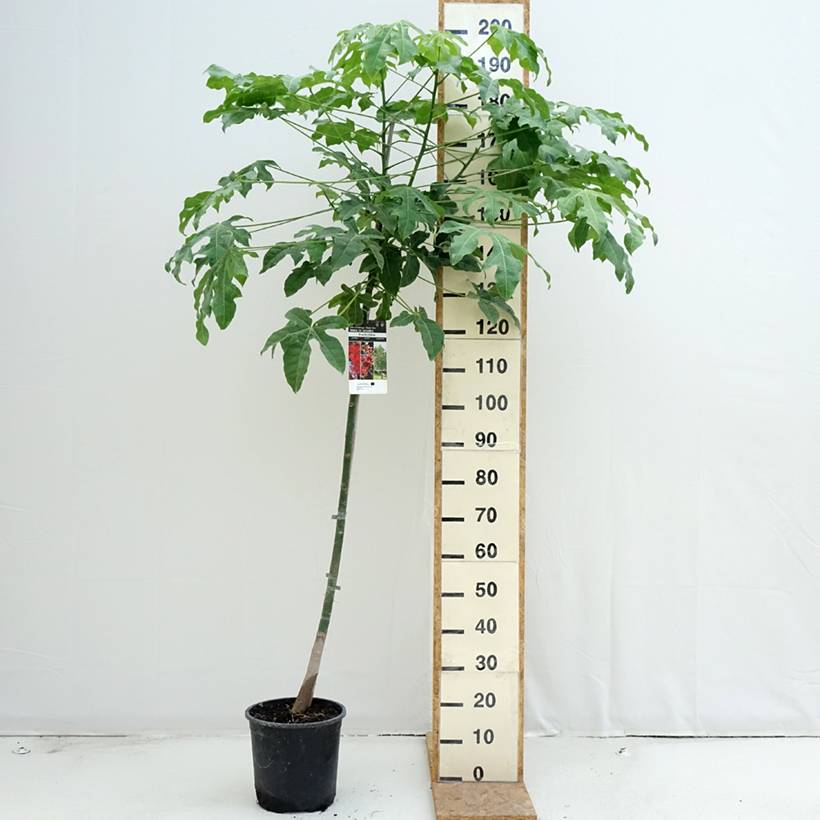 Brachychiton acerifolius Pot de 7,5L/10L - Imagen 2