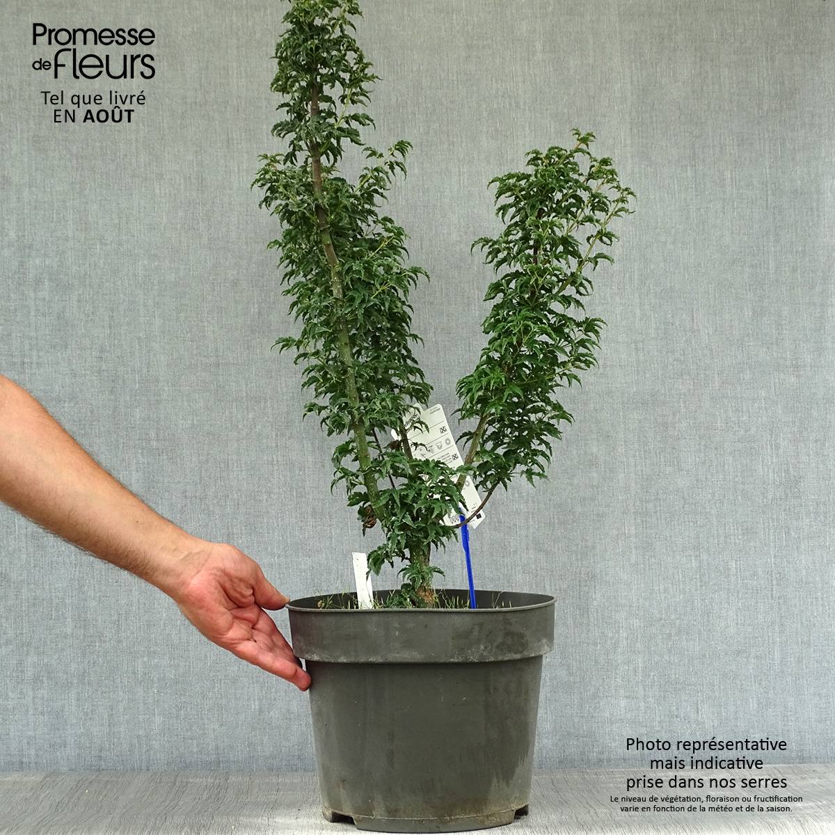 Érable du Japon - Acer palmatum Shishigashira Pot de 7,5L/10L - Image 2
