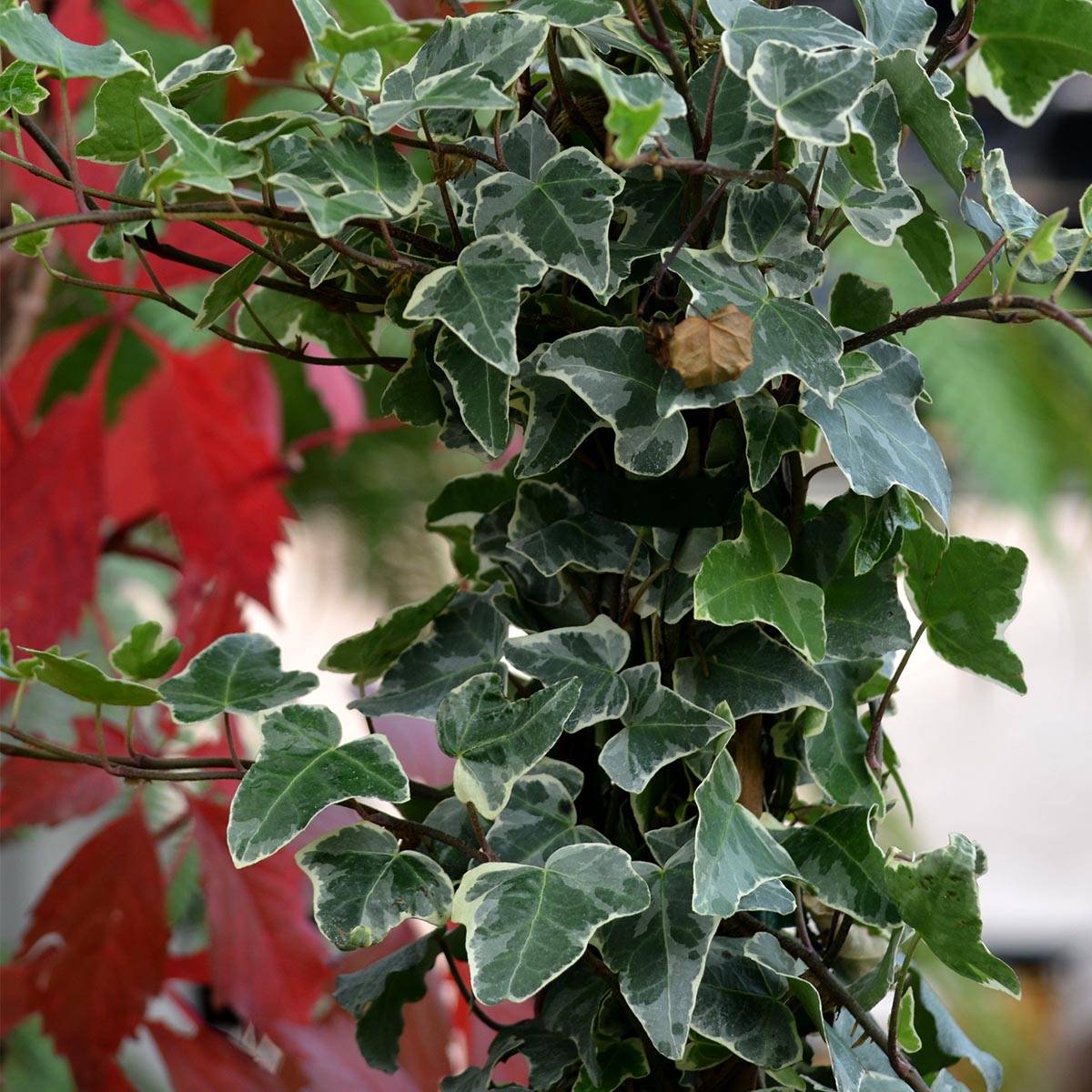 Promesse de Fleurs - Lierre commun - Hedera helix Glacier Pot de 2L/3L