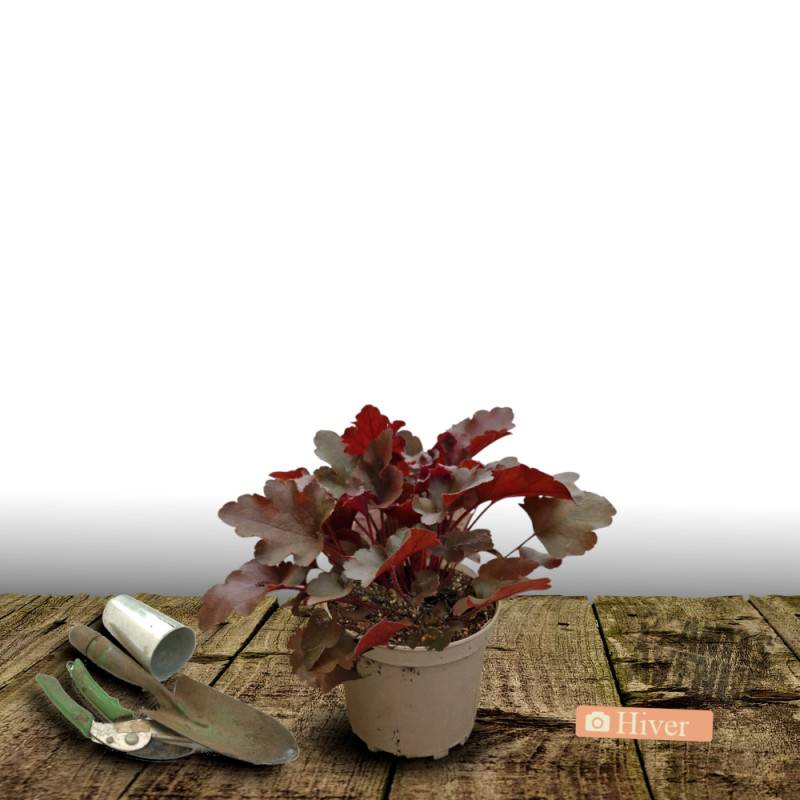 Heuchere Midnight Rose Select à fleurs Rose/Blanche - feuillage Persistant - Pot de 3L - 20/40 cm - Imagen 4