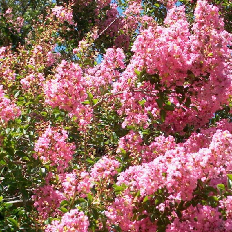 Lilas des Indes Terrasse Rose, Lagerstroemia à fleurs Rose - feuillage Caduc - Pot de 3L - Touffe- hauteur à maturité De 1,00 m à 1,50 m - Image 2